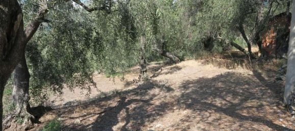 3800m² Land in San Bartolomeo al Mare, Italy No. 146551 5