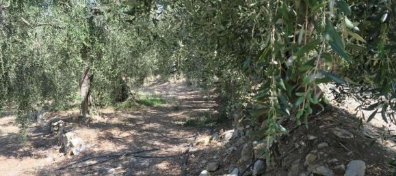 3800m² Land in San Bartolomeo al Mare, Italy No. 146551 19