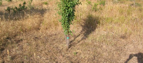 Terrain à Orosei, Italy 10490m² No. 255490 3