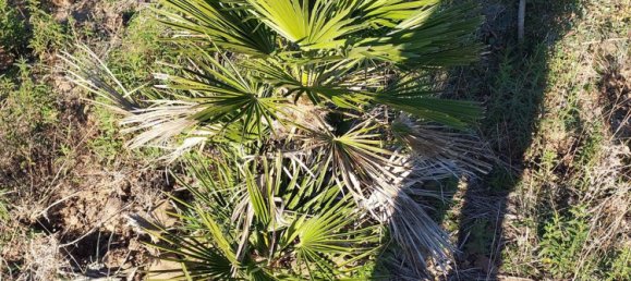 Terrain à Orosei, Italy 10490m² No. 255490 4