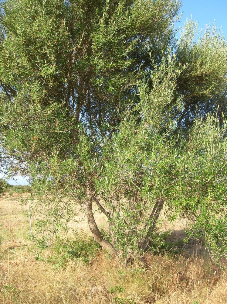 Terrain à Orosei, Italy 10490m² No. 255490