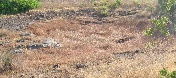 Terrain à Orosei, Italy 10490m² No. 255490 6