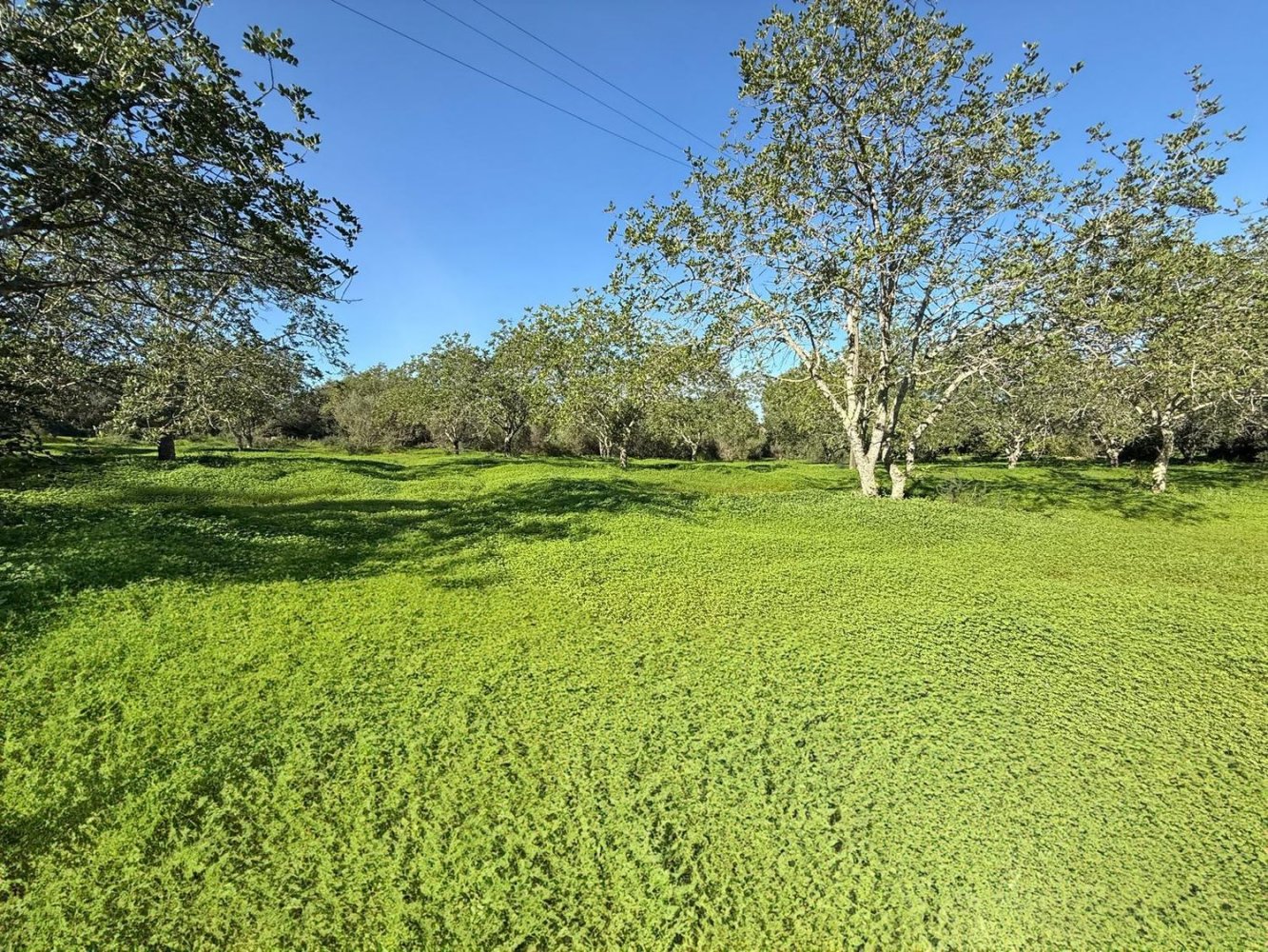 Grundstück in Loule, Portugal 1490m², Nr. 78093