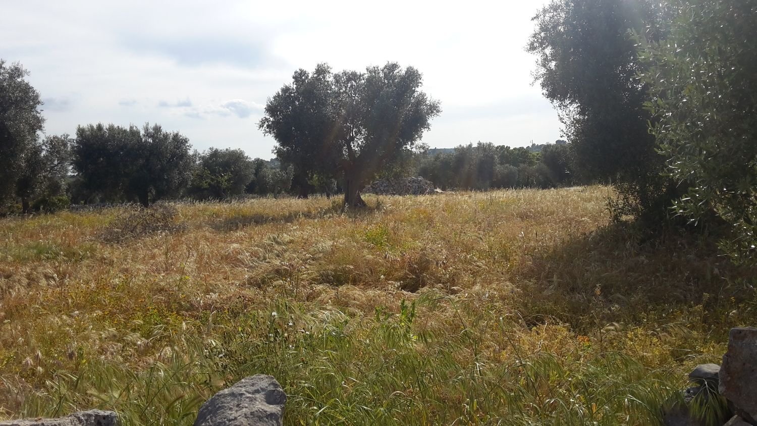 Studio in Castellana Grotte, Italy No. 254275