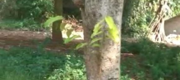  Land in Bogor City, Indonesia No. 1532 4