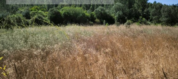 Grundstück in Sarzedas, Portugal 2440m², Nr. 238385 3