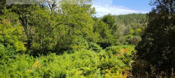 Grundstück in Sarzedas, Portugal 2440m², Nr. 238385 4