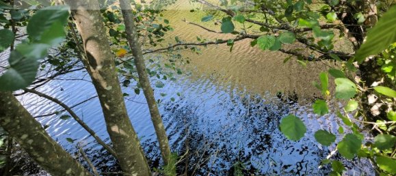 Grundstück in Sarzedas, Portugal 2440m², Nr. 238385 6