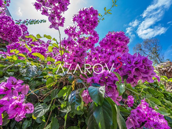 3 rooms House in Bordighera, Italy No. 73316