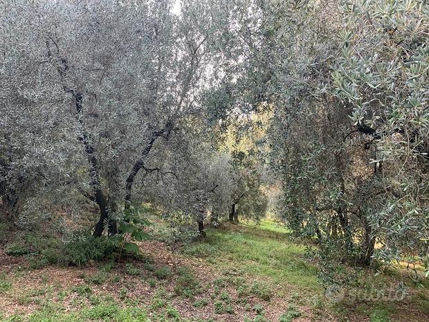 8170m² Land in Poggio San Lorenzo, Italy No. 281527