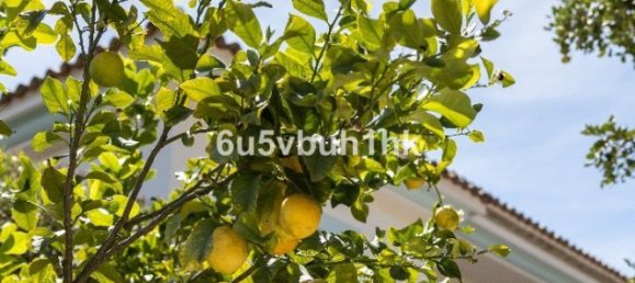 7 Schlafzimmer Villa in Gaucin, Spain, Nr. 183333 42