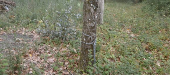 Земельный участок в Сен-Жорж-сюр-ла-Пре, Франция № 100419 6