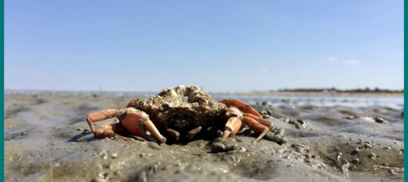 2-salle Appartement à Cuxhaven, Germany No. 351812 24