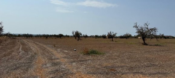  Land in Campos, Spain No. 242096 6