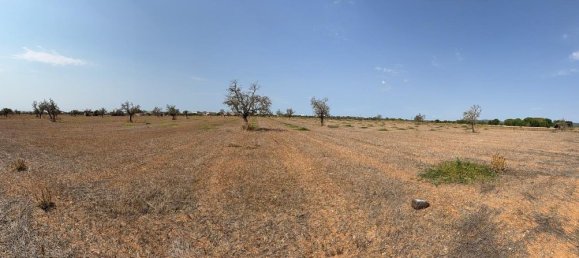  Land in Campos, Spain No. 242096 3