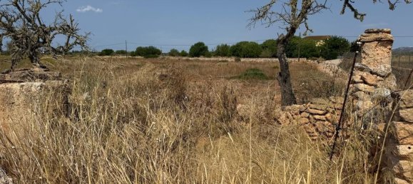  Land in Campos, Spain No. 242096 10