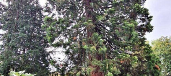 9-Zimmer Villa in Gießhübl, Austria, Nr. 204319 34