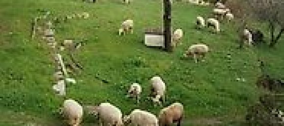 20 bedrooms House in Abrunhosa a Velha, Portugal No. 41399 28