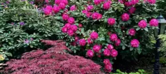 5-salle Appartement à Essen, Germany No. 60150 17