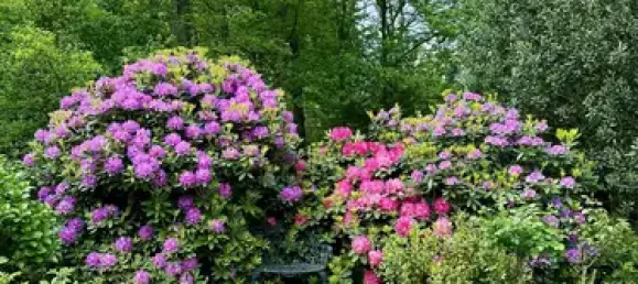 5-salle Appartement à Essen, Germany No. 60150 19