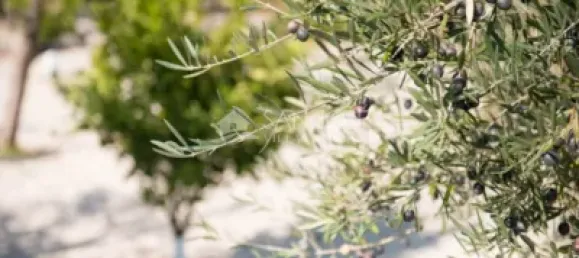 Casa de 5 dormitorios en Hondon De Las Nieves, Spain No. 67474 33