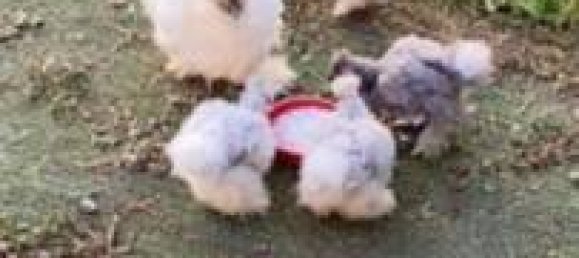 Grundstück in Gerenzano, Italy 1500m², Nr. 313142 9