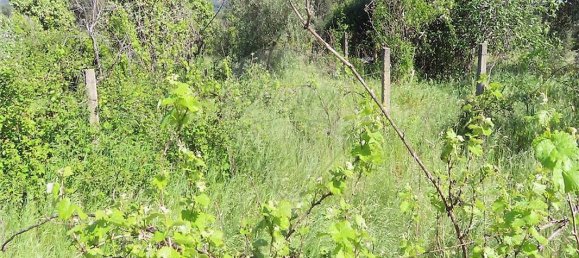 9 bedrooms House in Penamacor, Portugal No. 89486 19