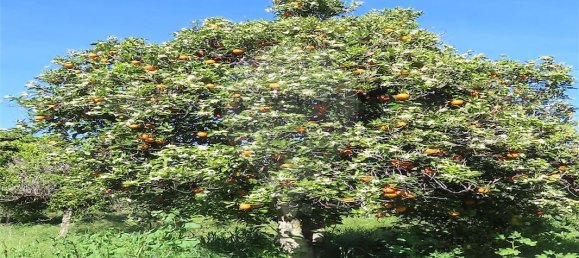 9 bedrooms House in Penamacor, Portugal No. 89486 30