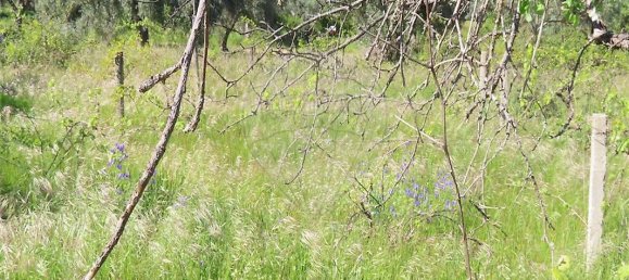 9 bedrooms House in Penamacor, Portugal No. 89486 43