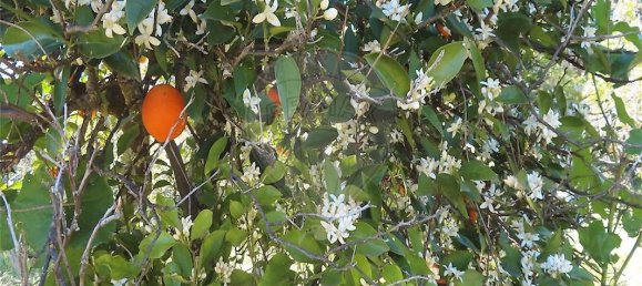 9 bedrooms House in Penamacor, Portugal No. 89486 36