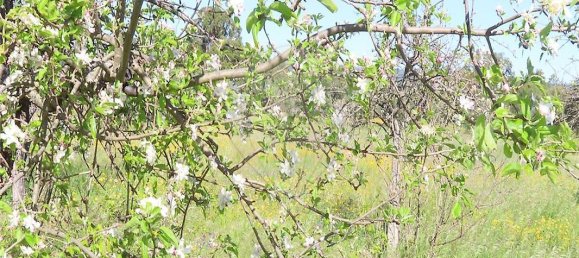 9 bedrooms House in Penamacor, Portugal No. 89486 42