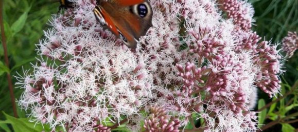Villa de 5 habitaciónes en Wandsbek, Germany No. 257390 32