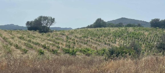 55000m² Land in Olbia, Italy No. 121707 19