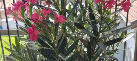 Apartamento de 1 dormitorio en Oberbergischer, Germany No. 294278 3