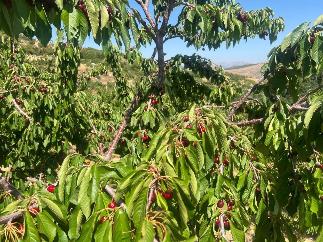 Земельный участок в Гранада, Испания № 193687