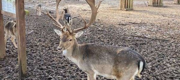 Casa de 3 dormitorios en Staaken, Germany No. 21997 21