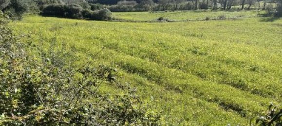 Grundstück in Ericeira, Portugal 9062m², Nr. 147276 3