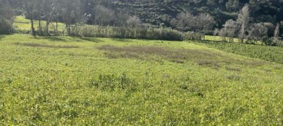 Grundstück in Ericeira, Portugal 9062m², Nr. 147276 9