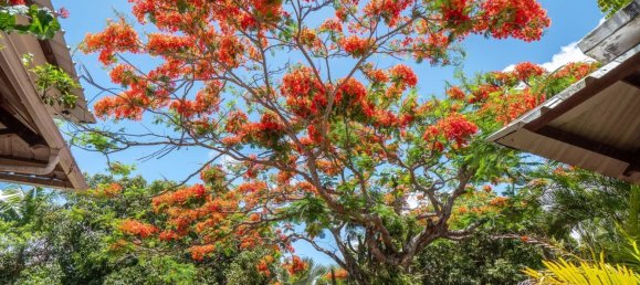 10 bedrooms Commercial property in Goodlands, Mauritius No. 281 26