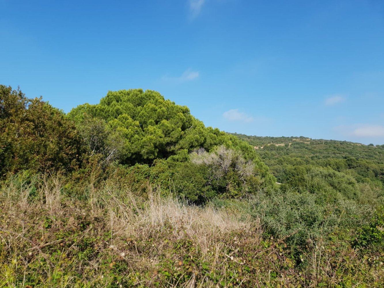  قطعة أرض في Cadiz, Spain رقم 203173