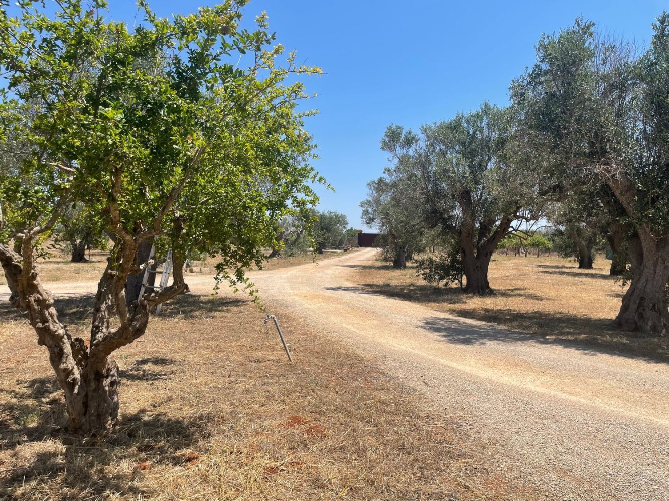 2 rooms House in Sannicola, Italy No. 260015