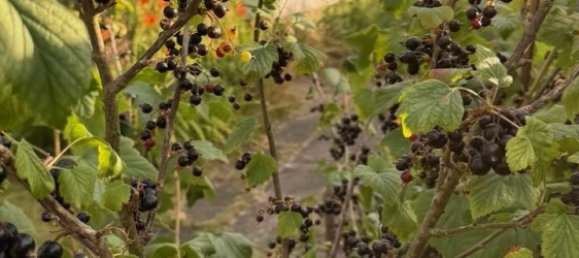 Grundstück in Oberhavel, Germany, Nr. 226662 8