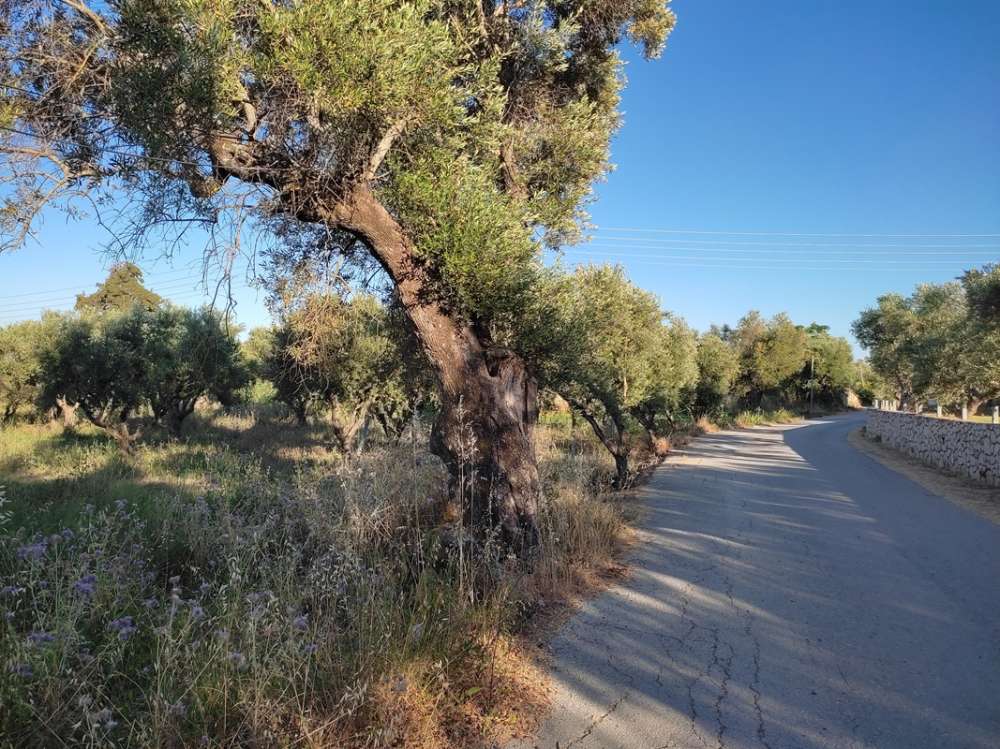 terreno en venta en Zakynthos, Ionian Islands, Peloponnese, Western Greece and the Ionian, Greece № 447