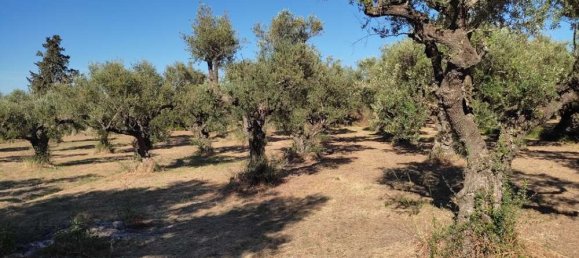 terreno en venta en Zakynthos, Ionian Islands, Peloponnese, Western Greece and the Ionian, Greece № 447 11