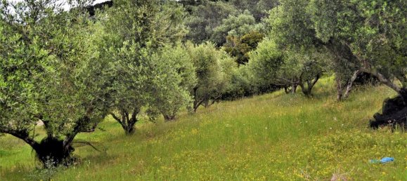 6200m² Hotel in Corfu, Greece No. 4958 9