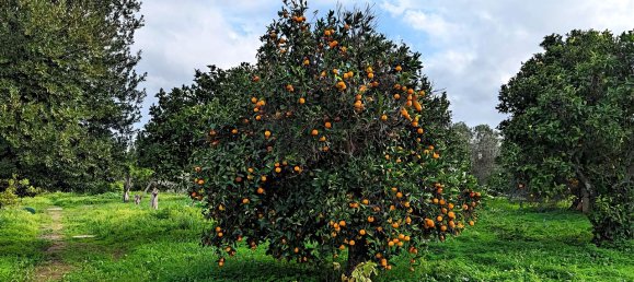 Casa T9 em Olhão, Portugal N.º 74741 9