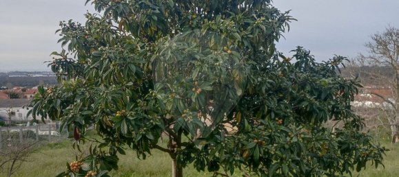 2640m² Land in Palmela, Portugal No. 59917 11