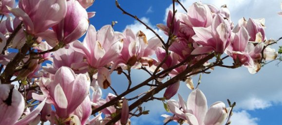 5-Zimmer Villa in Wandsbek, Germany, Nr. 253099 36