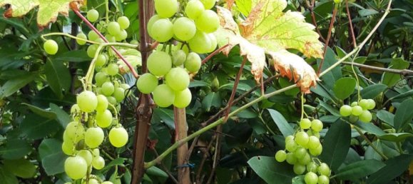 5-Zimmer Villa in Wandsbek, Germany, Nr. 253099 35