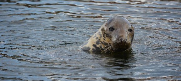 Apartamento de 1 dormitorio en Schleswig-Holstein, Germany No. 56274 8